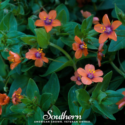 Scarlet Pimpernel – 100 Seeds
