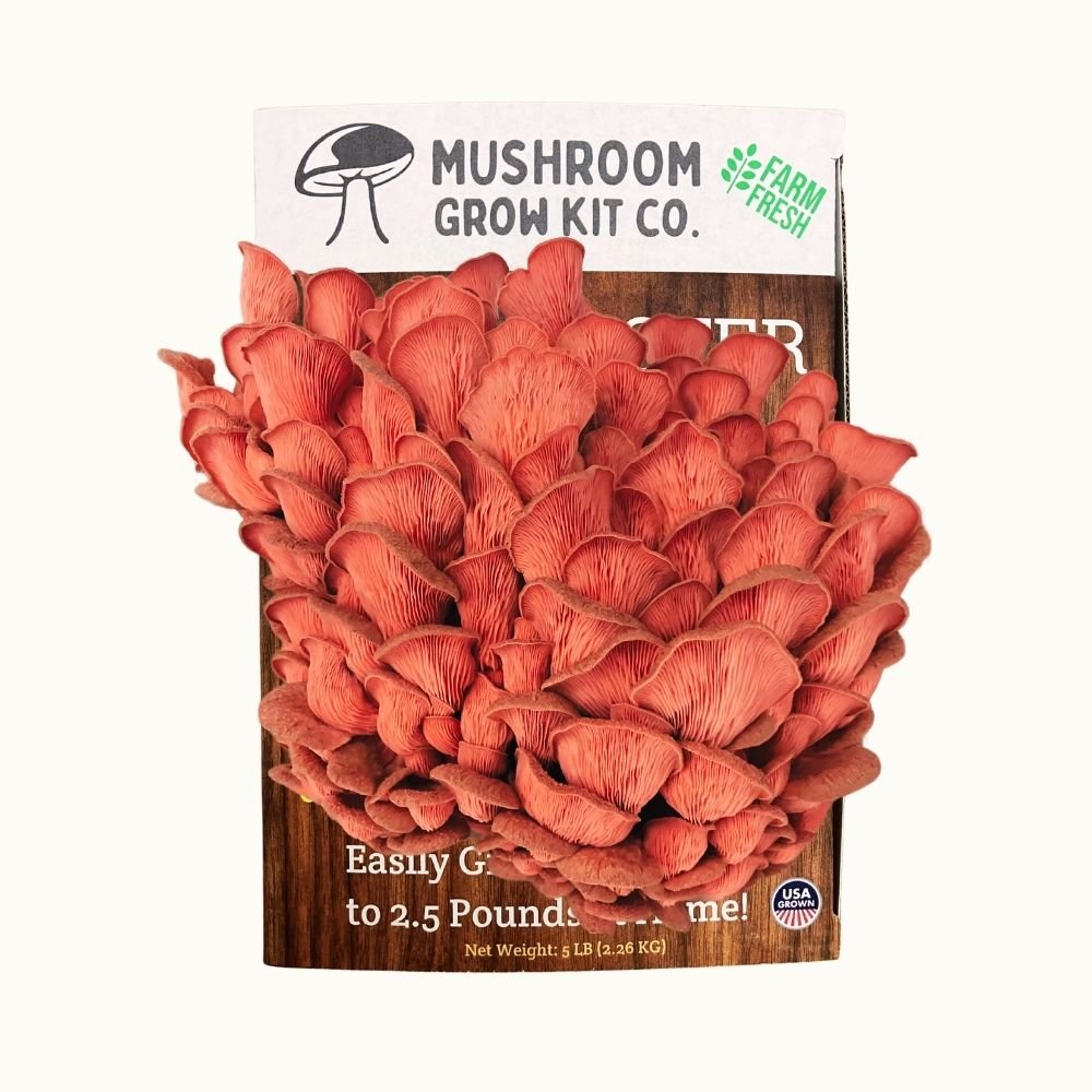 3 Pack - Lion's Mane, Pink, and Blue Oyster Mushroom Growing Kit - 15 LBS