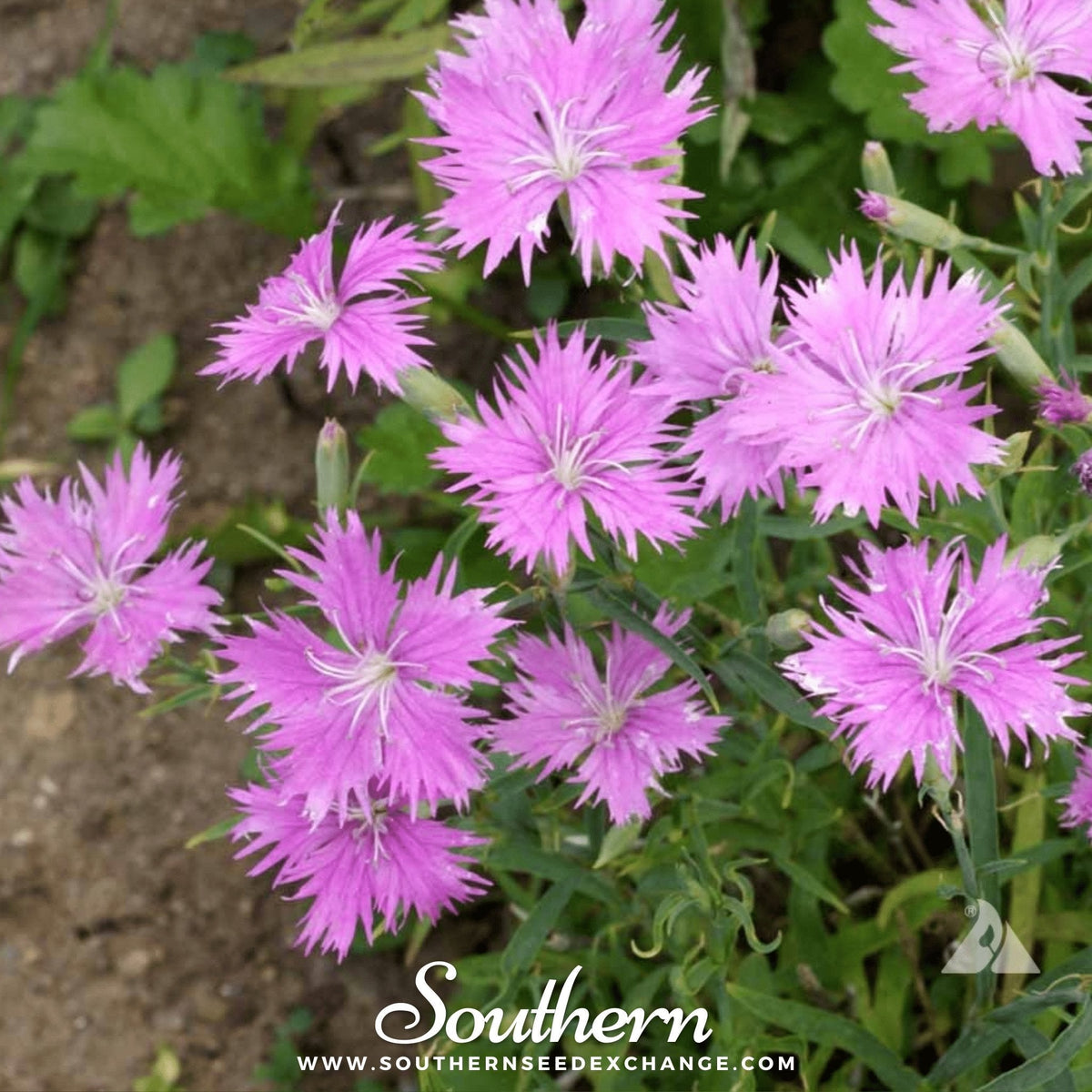 Fringed Pinks – 200 Seeds