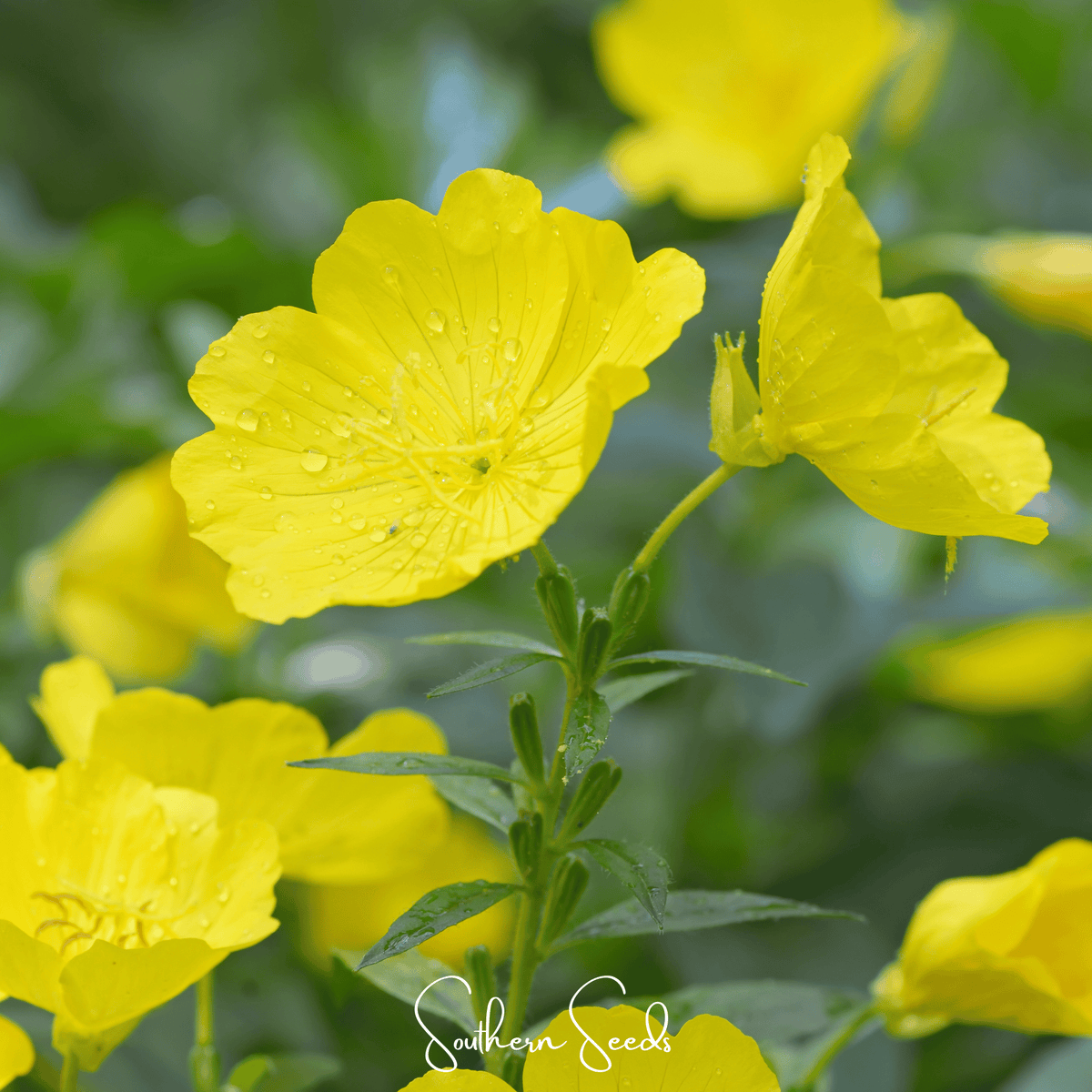 Pixie Patch Seed Collection – 10 Enchanted Varieties