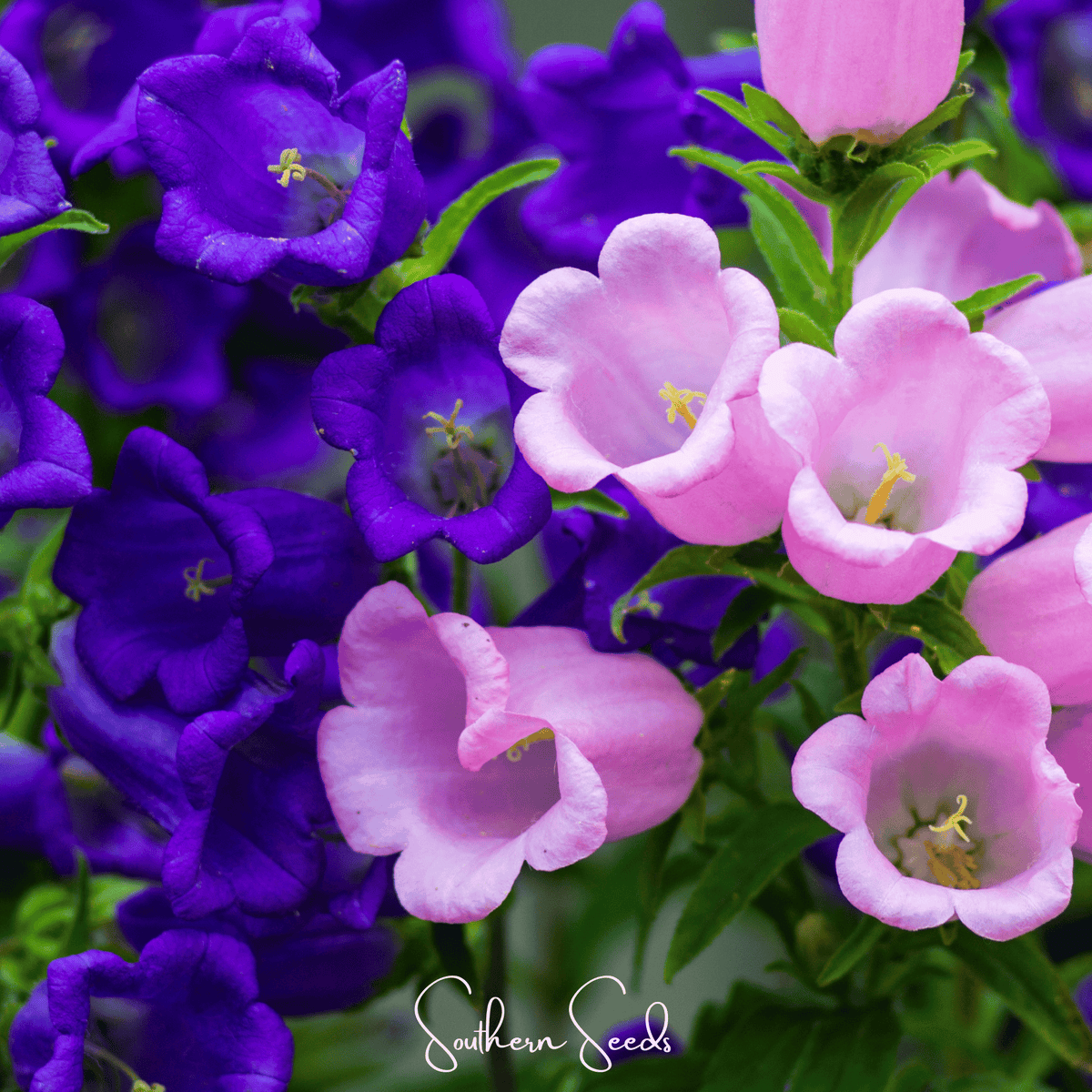 Pixie Patch Seed Collection – 10 Enchanted Varieties