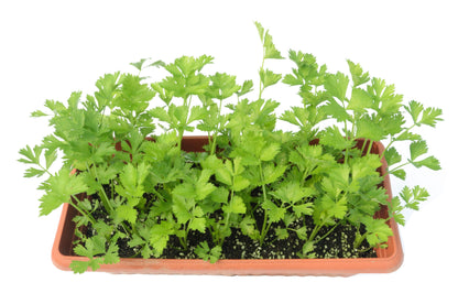 2000 CUTTING LEAF CELERY Apium Graveolens Soup Vegetable Herb Seeds