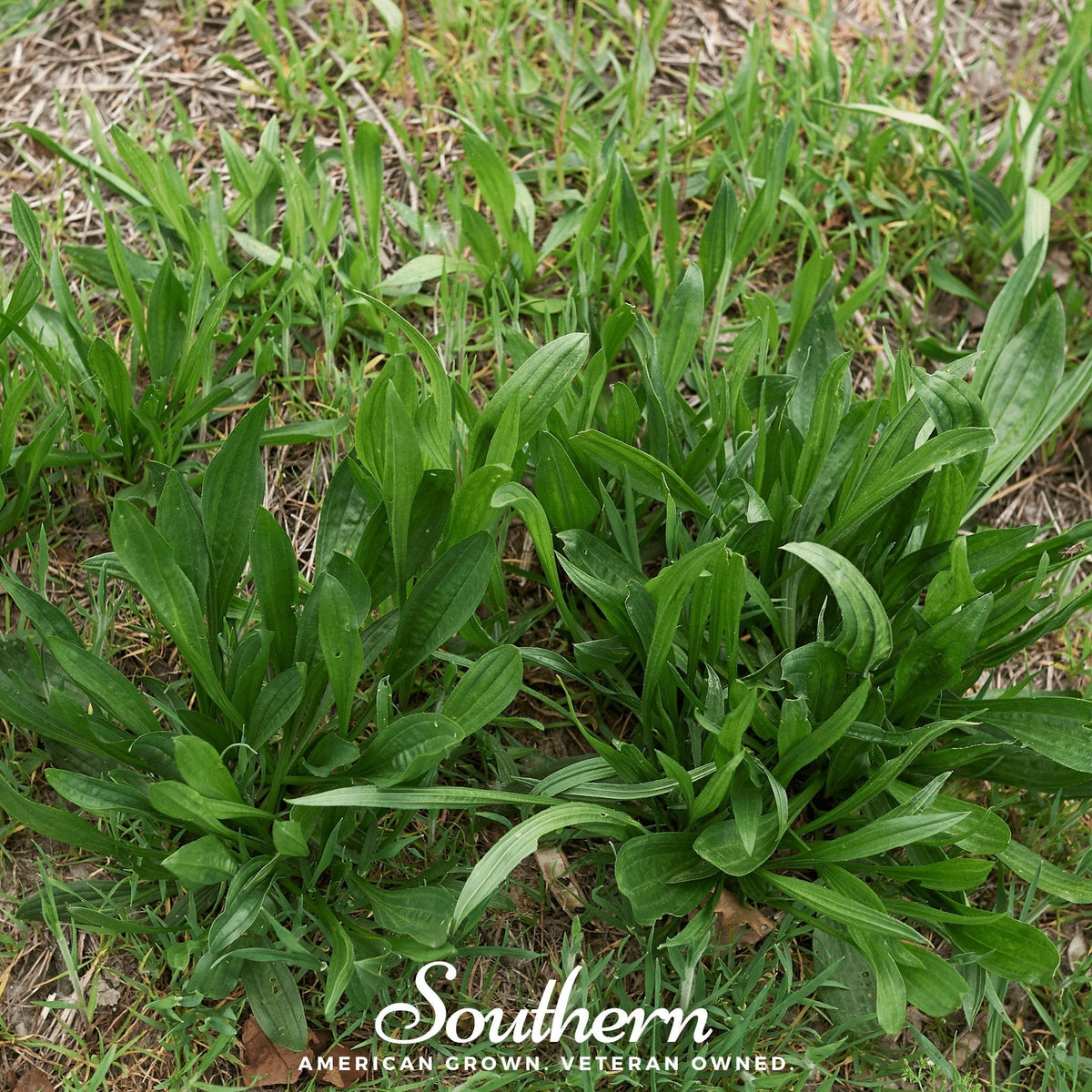 English Plantain – 100 Seeds