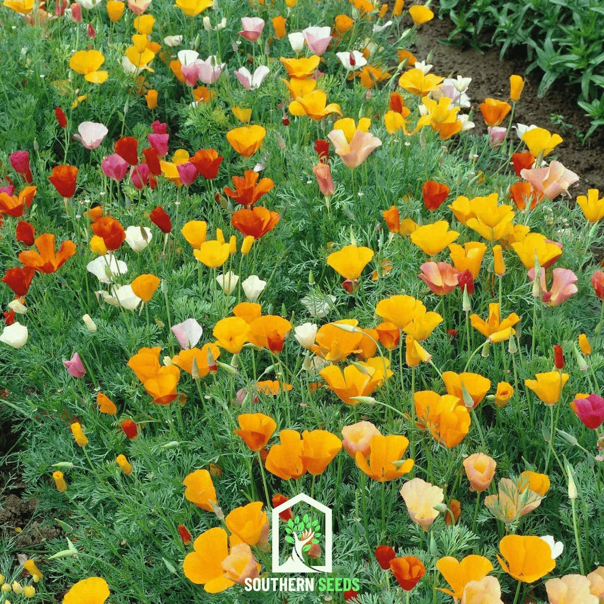 California Poppy Mix Seeds – Heirloom Wildflower, Drought-Tolerant, Native, Open Pollinated, Eschscholzia californica