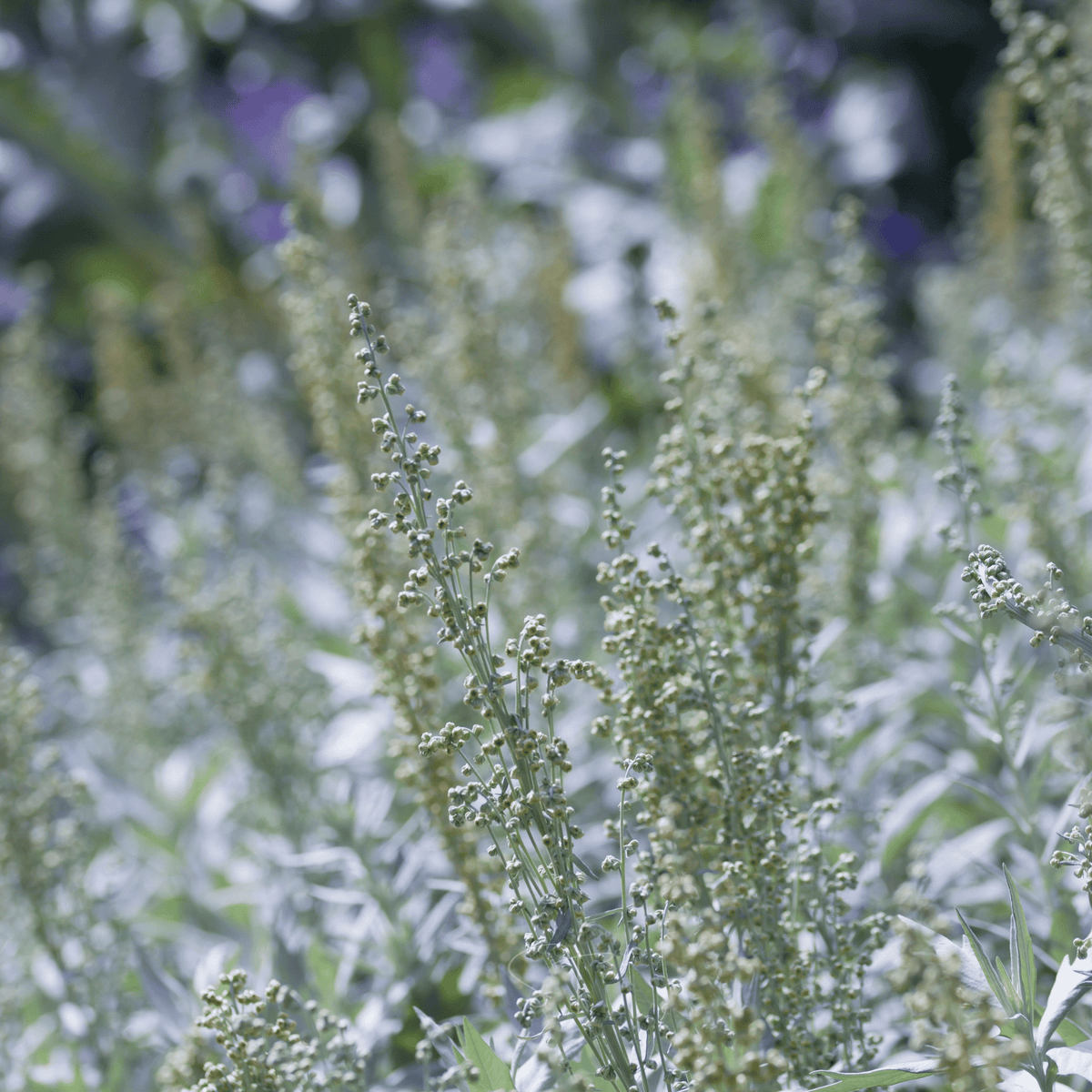 Prairie Sage – 100 Seeds
