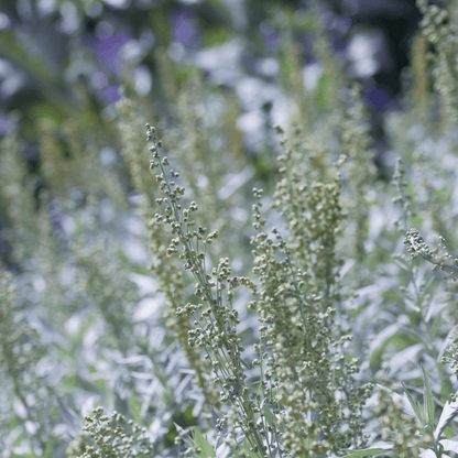 Prairie Sage – 100 Seeds