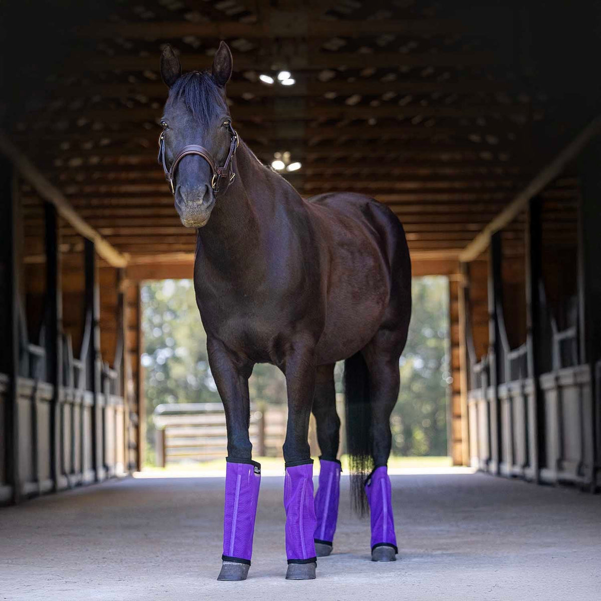 Jeffers Romper Stomper "Stomp-Free" Fly Boots for Horses, 4 pack