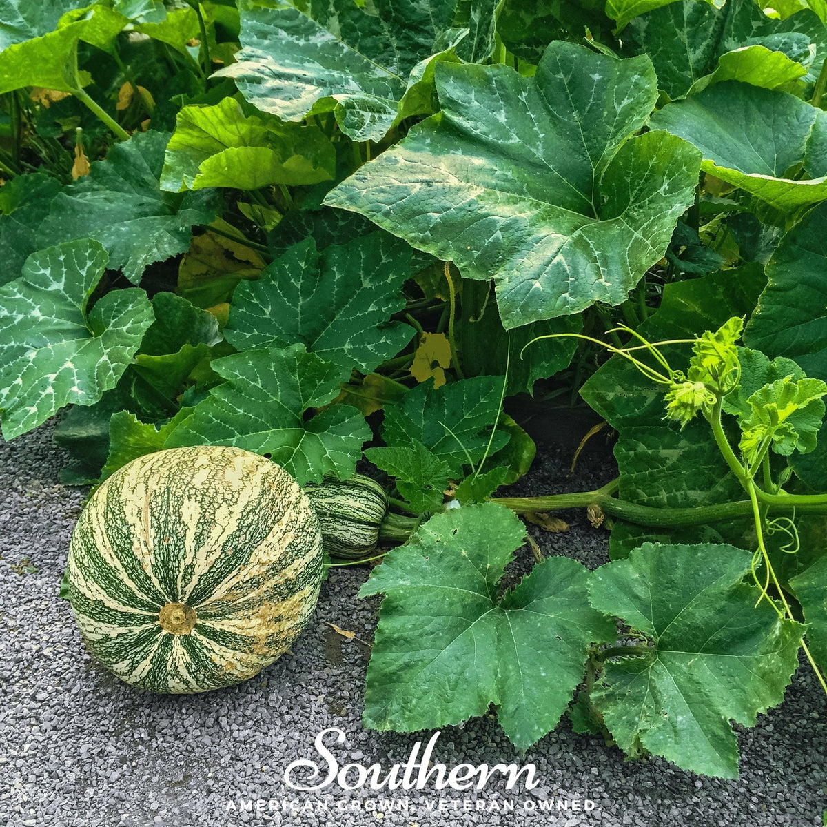Cushaw Green Striped Pumpkin – 25 Seeds