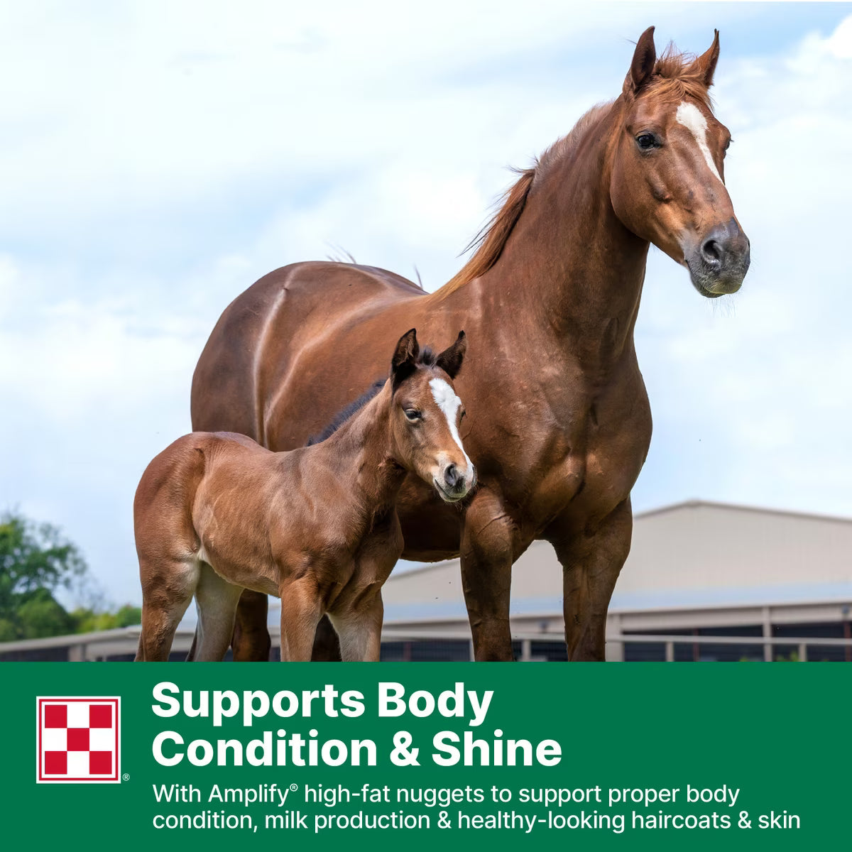 Purina Omolene 300 Mare & Foal Horse Feed, 50-lb