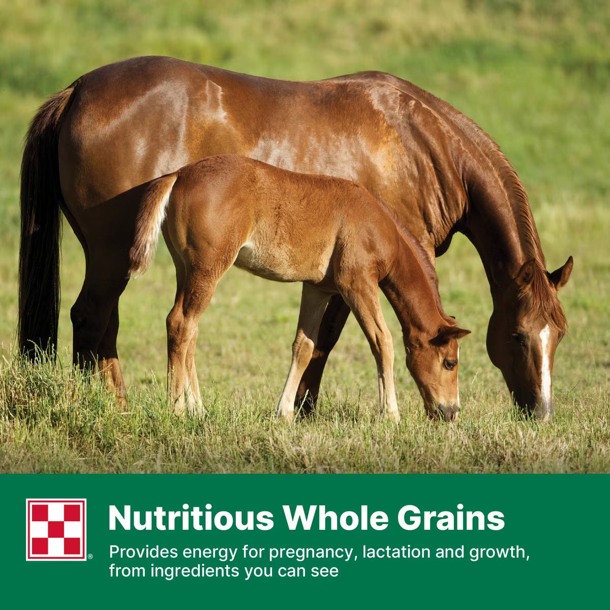 Purina Omolene 300 Mare & Foal Horse Feed, 50-lb