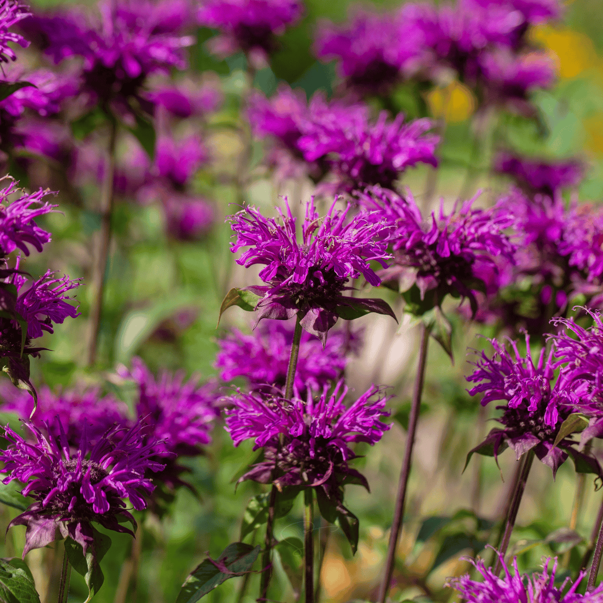 Purple Bee Balm – 50 Seeds