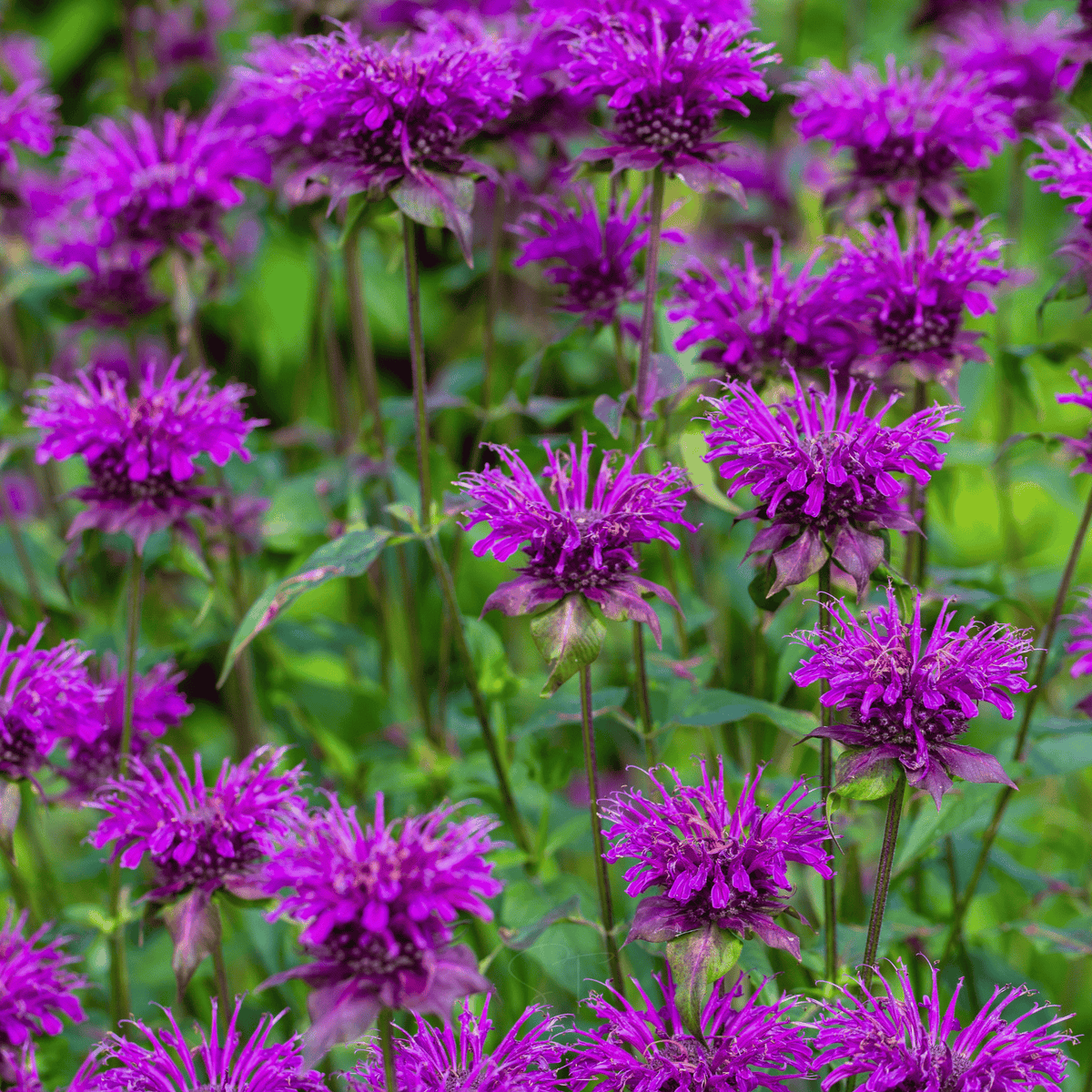 Purple Bee Balm – 50 Seeds