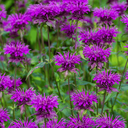 Purple Bee Balm – 50 Seeds