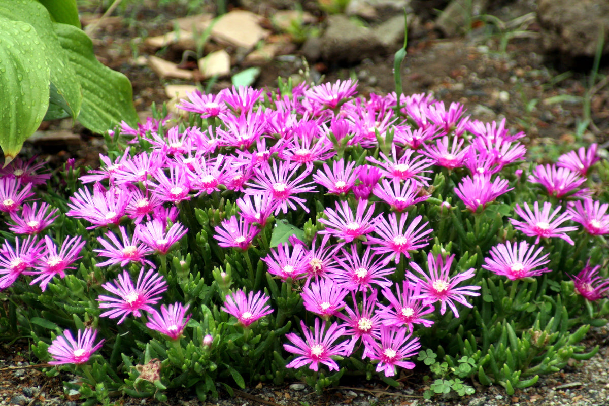25 STARDUST ICE PLANT Mesembryanthemum Delosperma Floribunda Perennial Purple & White Flower Seeds