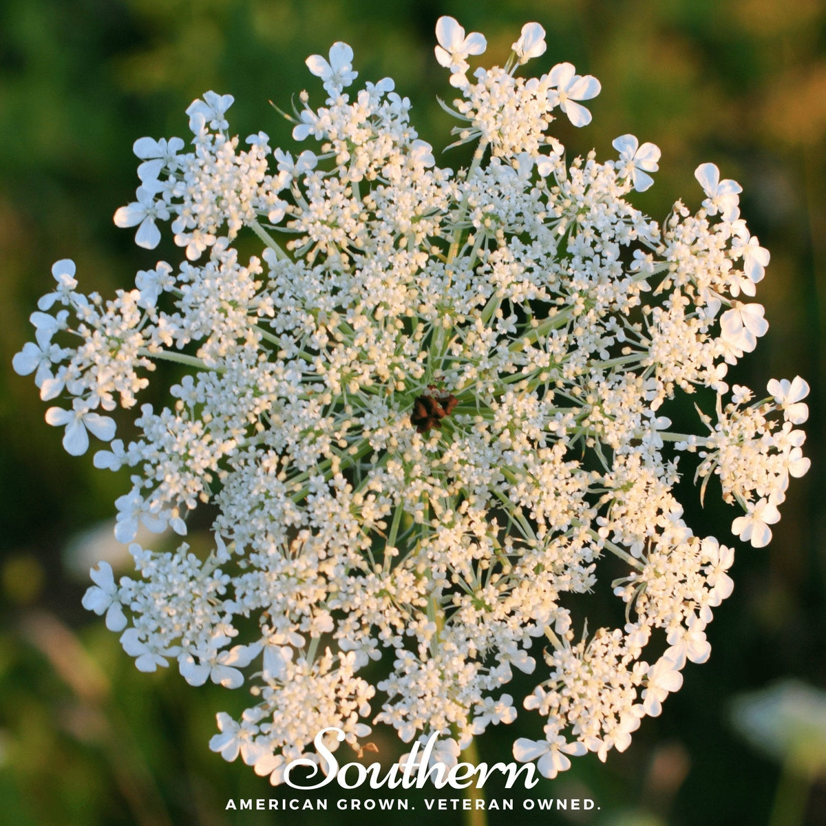 Queen Anne's Lace Seeds – 100 Heirloom Wildflower, Daucus carota, Ornamental, Filler Flower for Gardens & Bouquets
