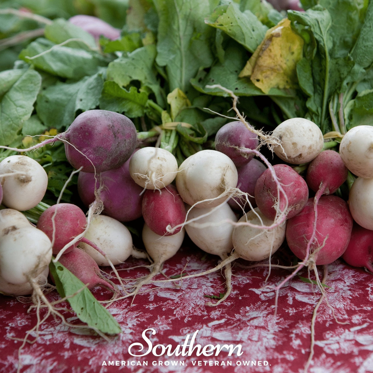 Easter Egg Radish Seeds – Heirloom Mix of Red, Pink, Purple & White – Fast-Growing, Crisp, Peppery Flavor, 250 Seeds