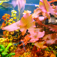 Done For You Plant Package, 12 Full Size (High Light, Co2 Required)