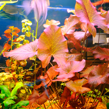 Done For You Plant Package, 12 Full Size (High Light, Co2 Required)