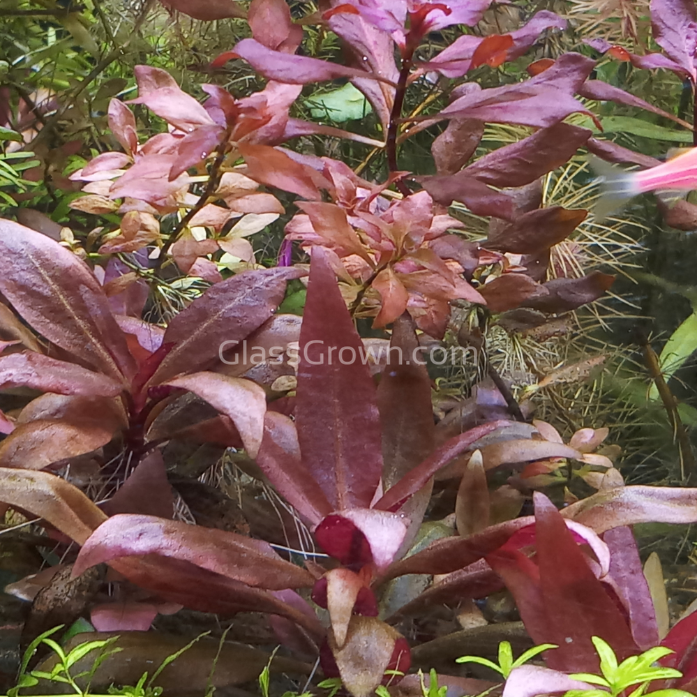 Done For You Plant Package, 12 Full Size (High Light, Co2 Required)