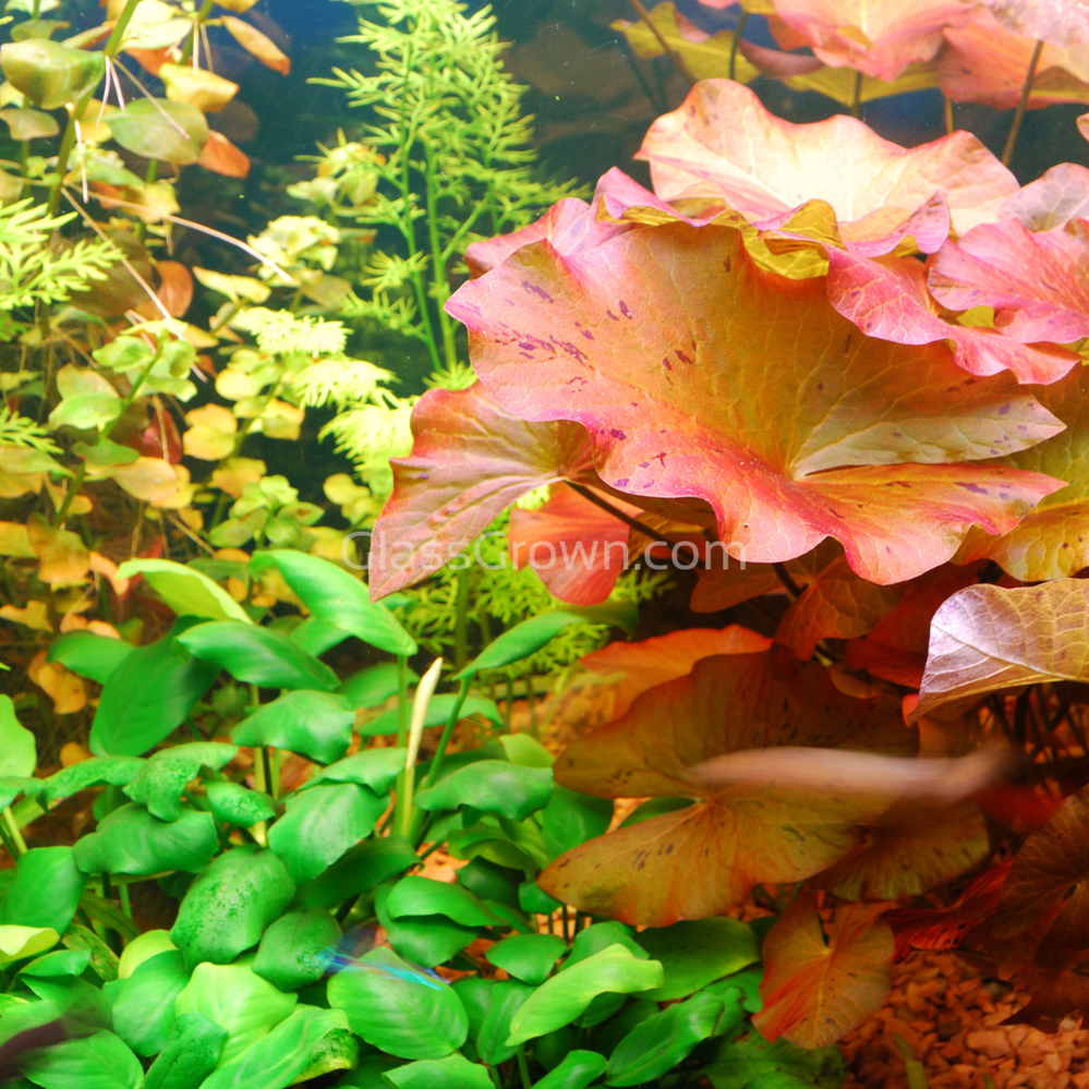 Done For You Plant Package, 12 Full Size (High Light, Co2 Required)
