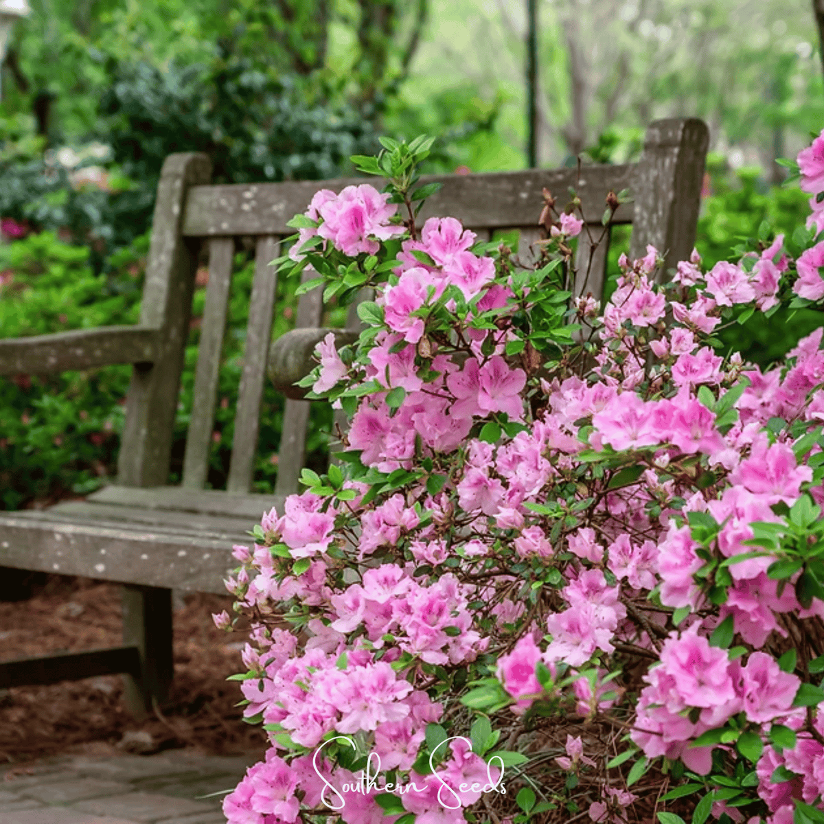 Carolina Azalea Seeds Rhododendron carolinianum Heirloom Perennial Shrub Pink Lavender Flowers