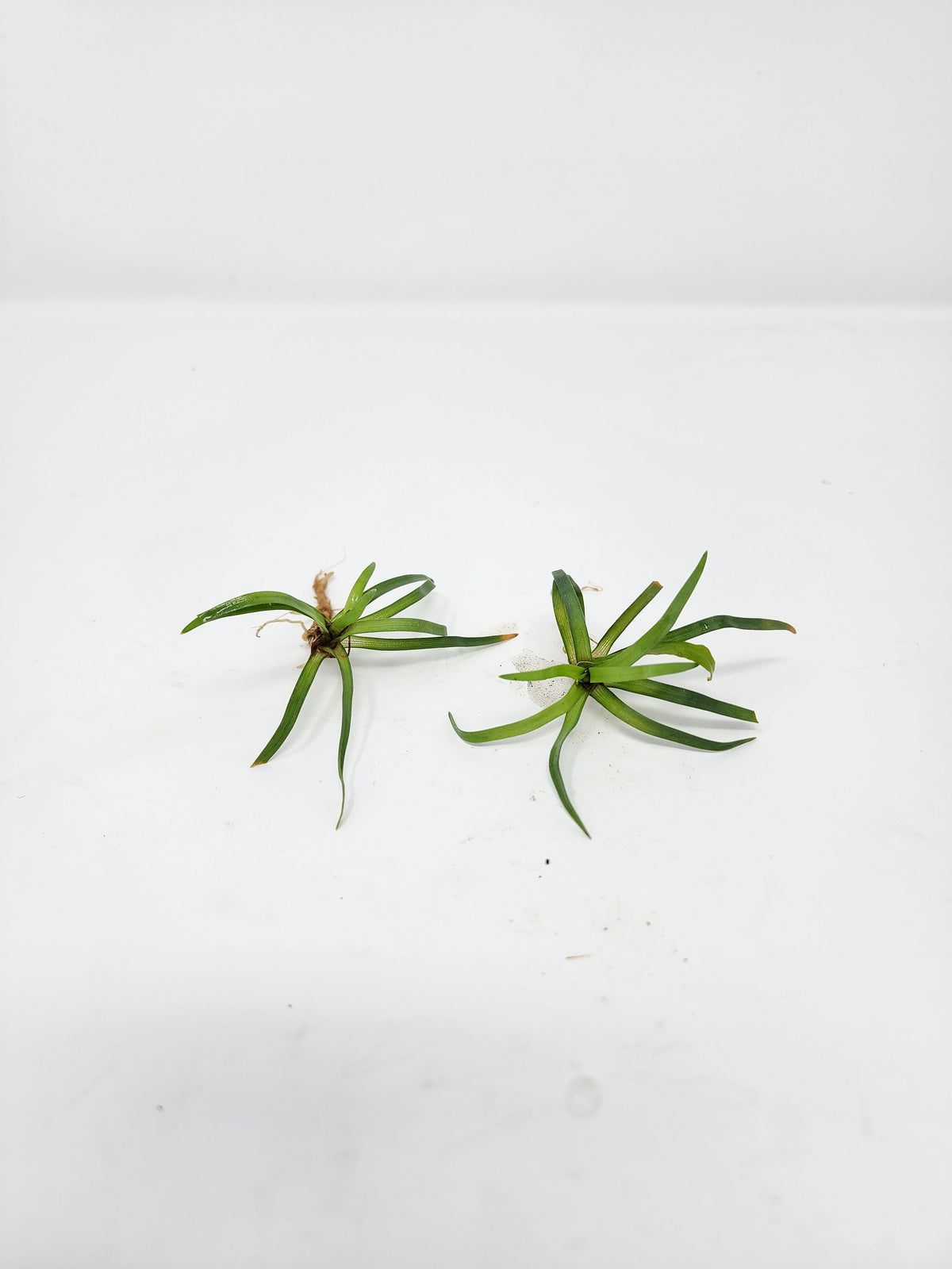 Eriocaulon Vietnam