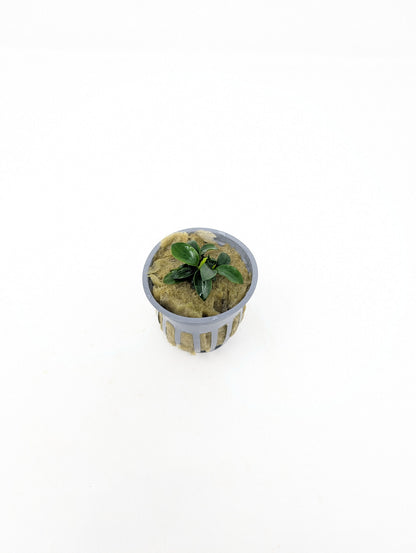 Potted Anubias Nana Petite