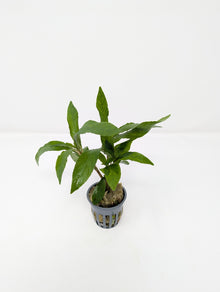 Hygrophila Willow
