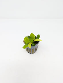 Anubias Nana Golden