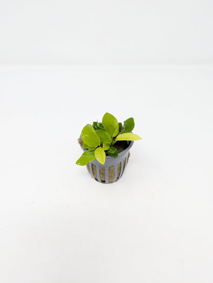 Anubias Nana Golden