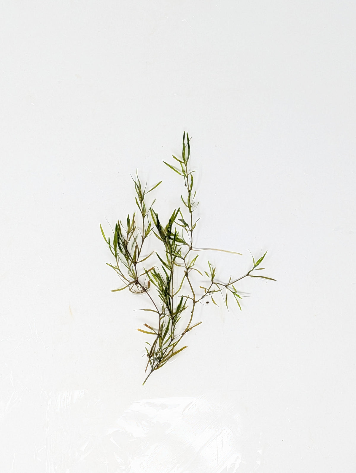 Guppy Grass | Najas Guadelupensis | Floating Aquarium Plant