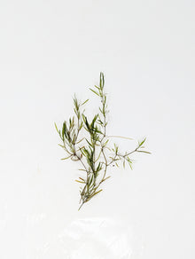 Guppy Grass | Najas Guadelupensis | Floating Aquarium Plant