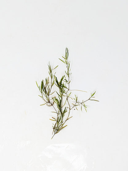 Guppy Grass | Najas Guadelupensis | Floating Aquarium Plant