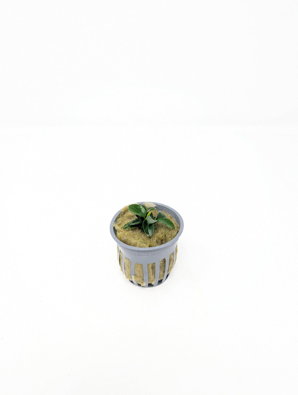 Potted Anubias Nana Petite