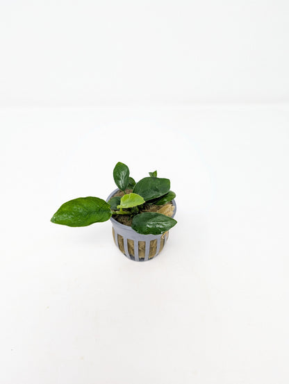 Anubias Nana