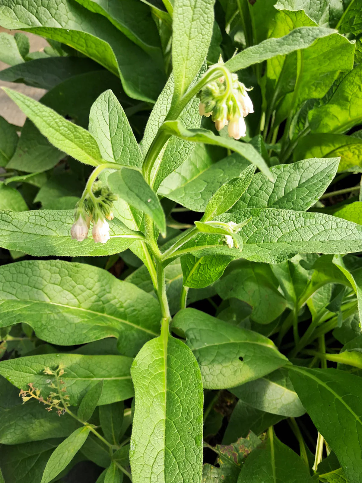 12 Bocking #4 Comfrey Root Cuttings (3") | Non-Spreading Variety | Organic Fertilizer, Medicinal Herb, Permaculture Plant
