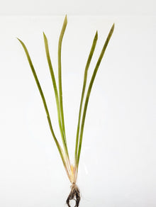 Jungle Val - Vallisneria Americana