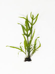 Trident Java Fern