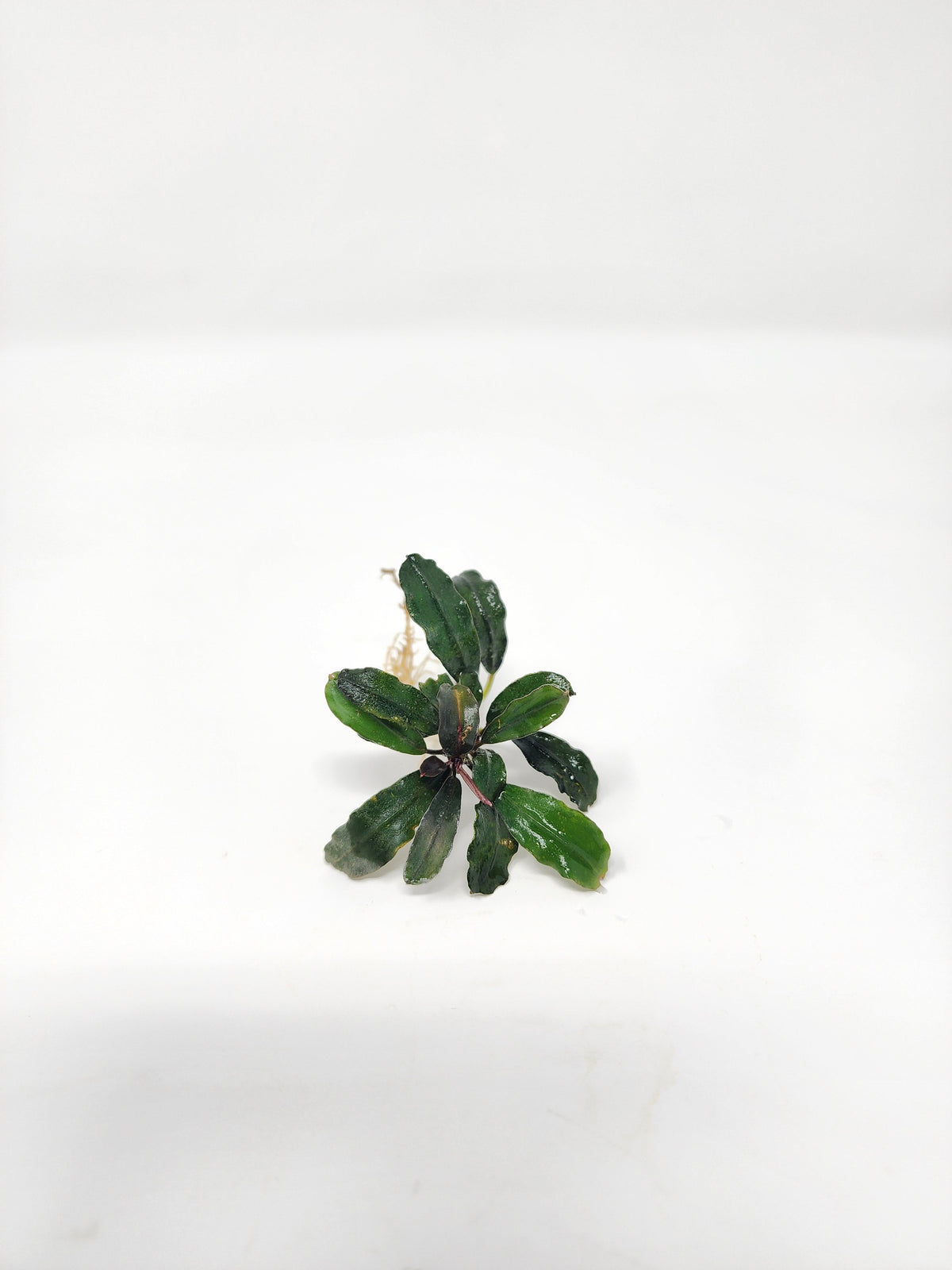 Bucephalandra Mix (Pack of 3)