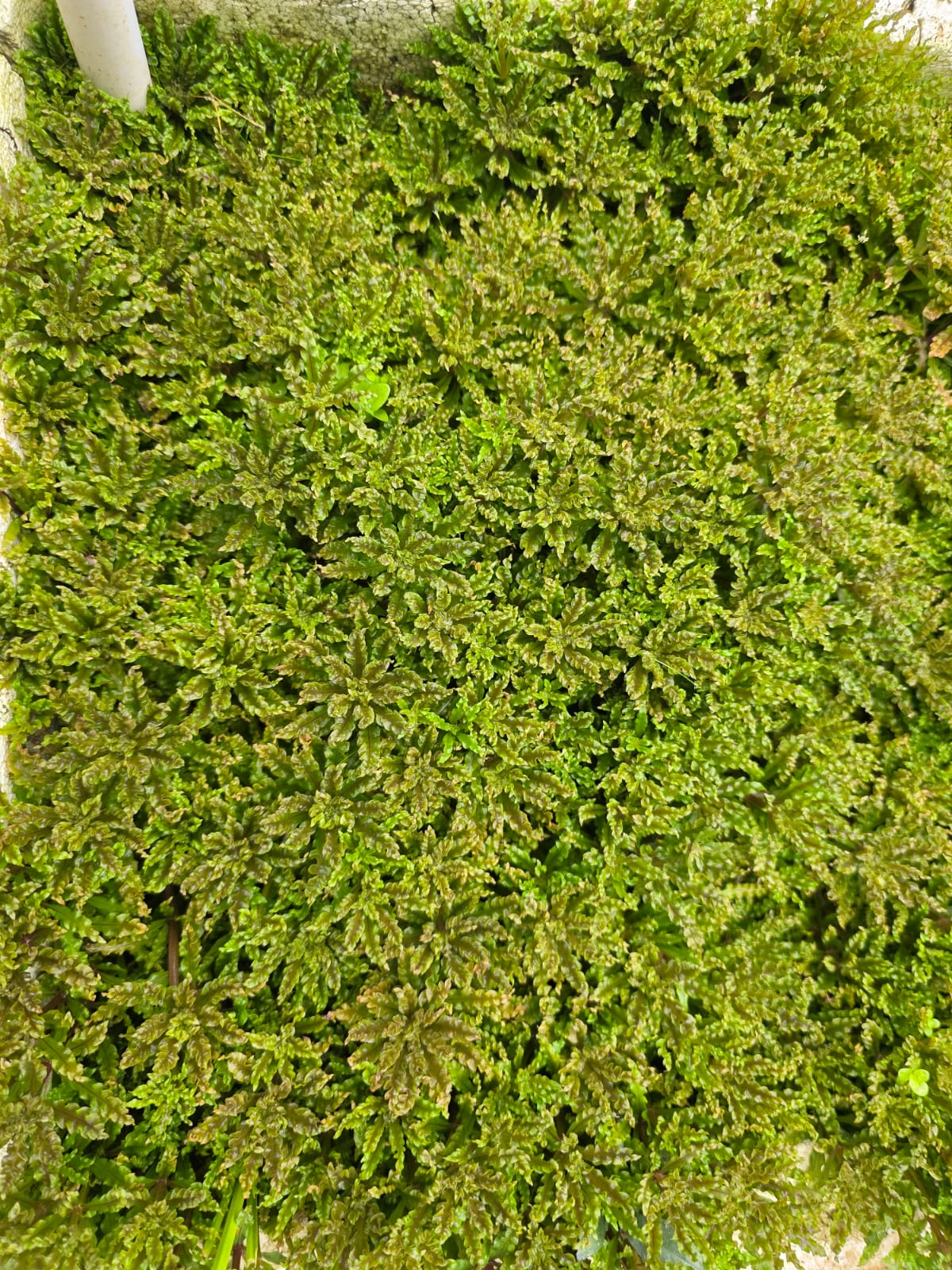 Pogostemon Helferi Downoi