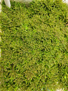 Pogostemon Helferi Downoi
