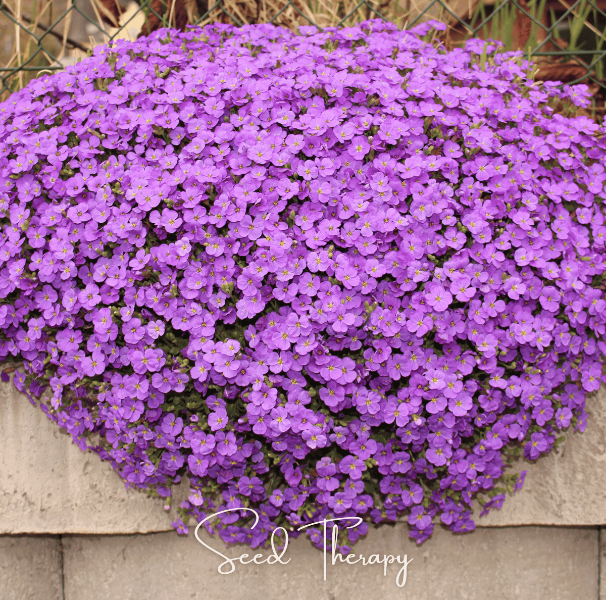 Purple Rockcress Seeds - Aubrieta deltoidea Perennial Ground Cover for Rock Gardens & Borders, 250 Seeds