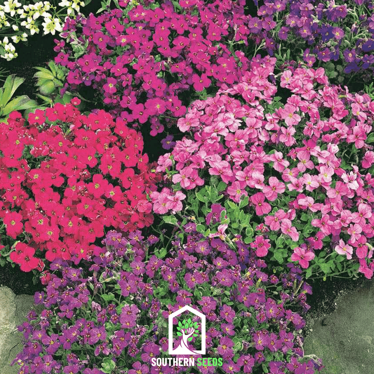 Royal Rockcress Mix – 100 Seeds