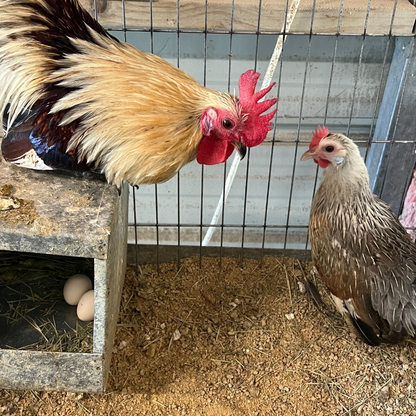 6 Rare Serama Bantam Hatching Eggs – World’s Smallest Chicken – Fertile & Freshly Collected