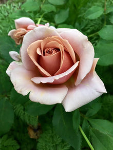 1 Koko Loko Rose Bush | Live Bare Root Starter Plant | Unique Cocoa-Lavender Floribunda Rose – Fragrant & Repeat Blooming