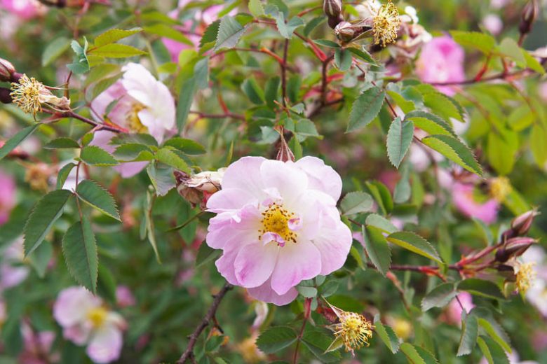 Rosa palustris Seeds – Swamp Rose Wildflower, Native Pollinator Garden & Wetland Plant, 30 Non-GMO Perennial Seeds