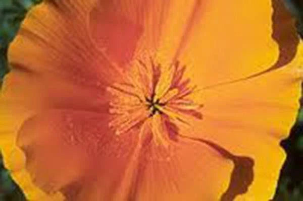 California Poppy Seeds, 100+ Seeds, Bright Orange, Eschscholzia californica, Ideal for Garden or Wildflower Mix