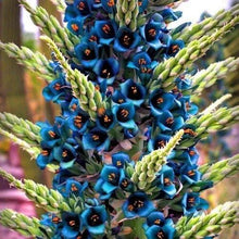 Blue Sapphire Tower Plant Seeds 10+ Seeds Puya alpestris Rare Tropical Succulent