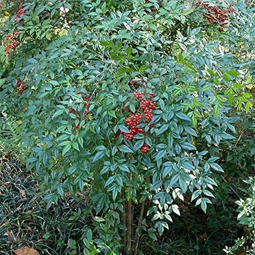 Heavenly Bamboo Seeds - 100 Count - Ideal for Privacy Hedge - Made in USA, Ships from Iowa (Nandina domestica)
