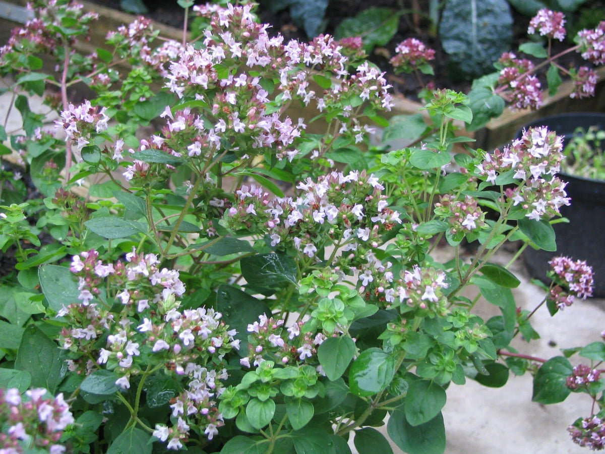 Oregano Seeds 500 Pack Greek Variety Origanum vulgare var. hirtum - Culinary Herb Garden Planting